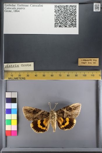 Media type: image;   Entomology 640341